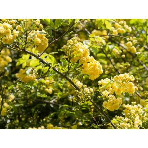 Ruža banksova (Rosa Banksiae) ´LUTEA´ - výška 80-120 cm, kont. C3L 